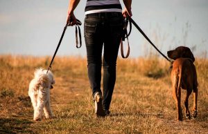 Dog Walker Job Lexington, KY