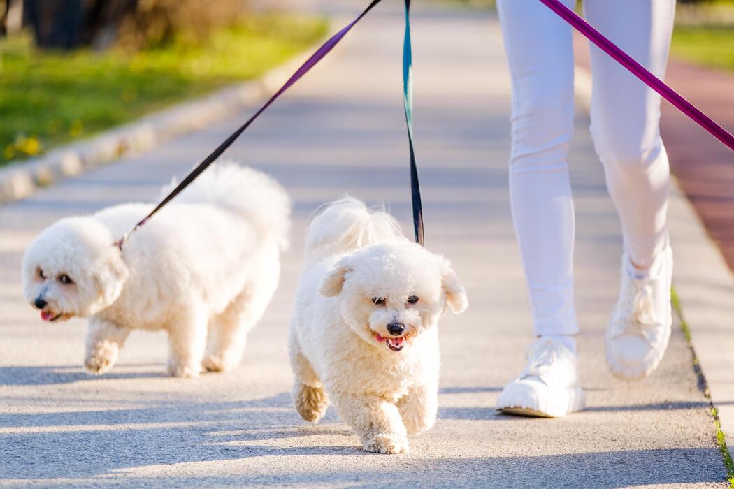Dog Walker Job McKinney, TX