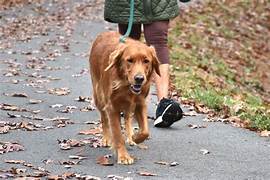 Dog Walker Job Milwaukee, WI