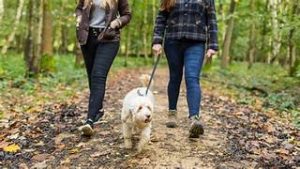 Dog Walker Job Modesto, CA