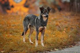 Dog Walker Job Montgomery, AL