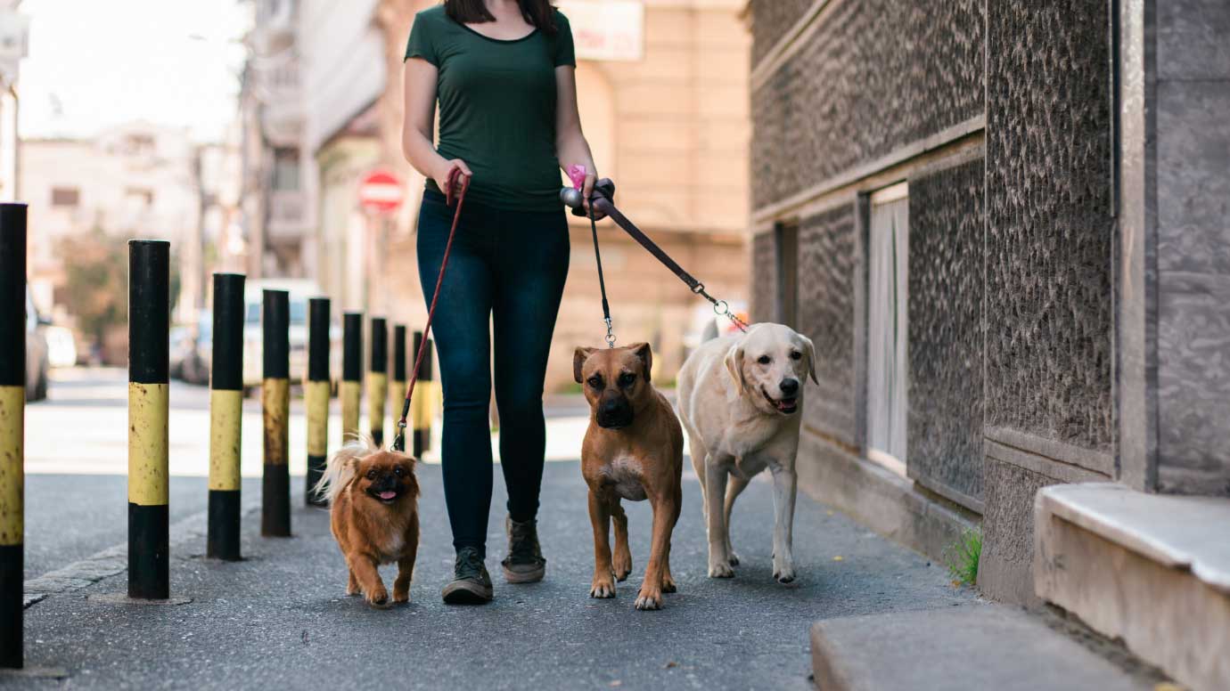 Dog Walker Job Oklahoma City OK