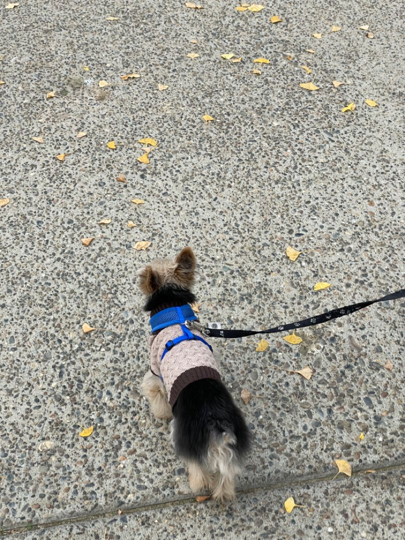Dog Walker Job in Omaha, NE