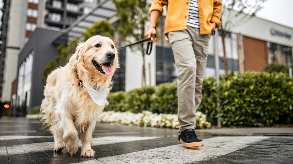 Dog Walker Job in South Sioux City, AR