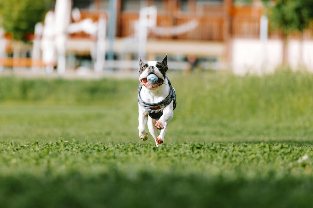 Dog Walker Job Oklahoma City OK