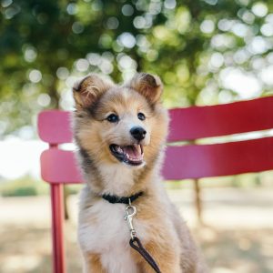 Dog Walker Job in Ridgeville, SC