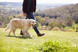 Dog Walker Job in South Sioux City, AR