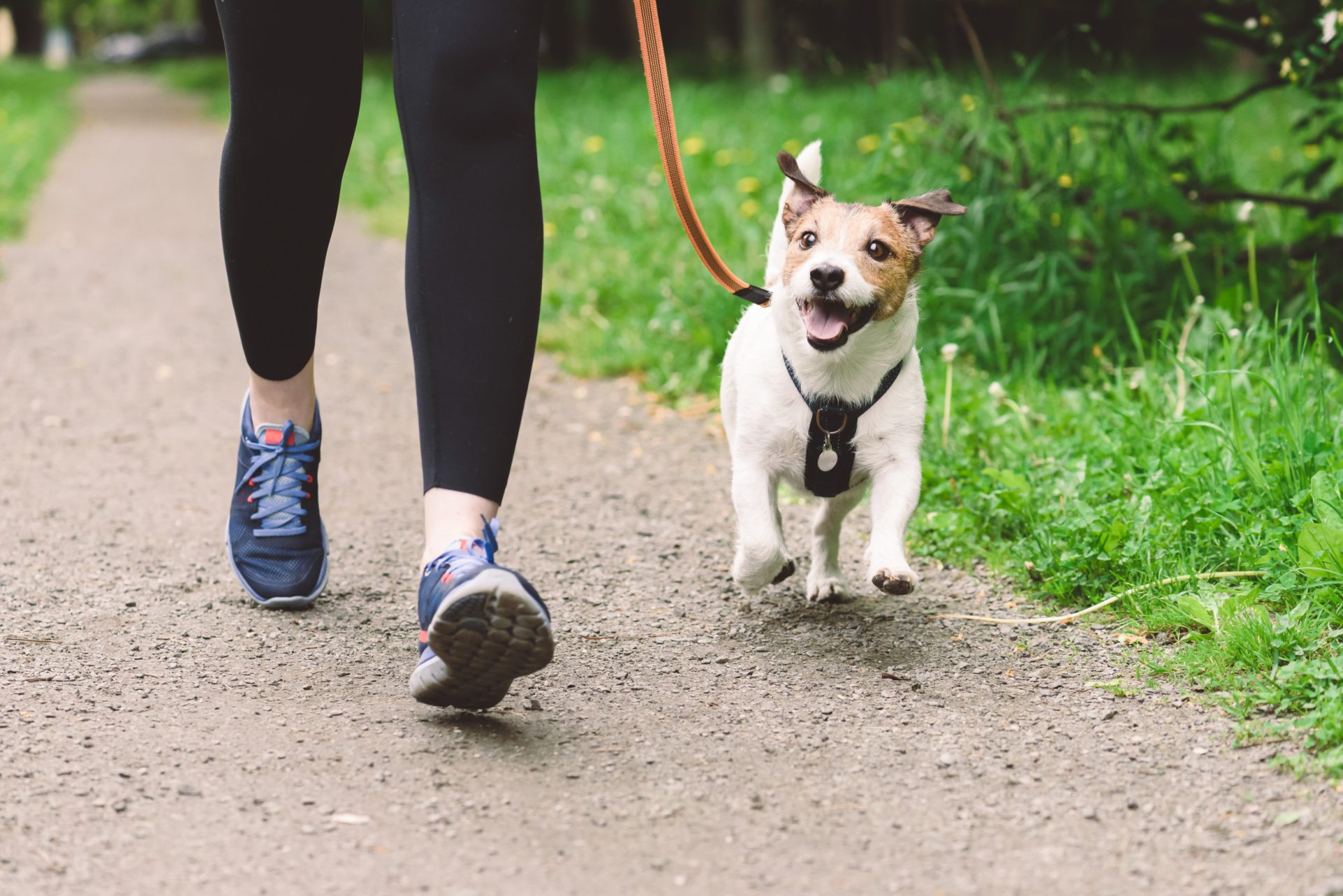 Dog Walker Job Indianapolis, IN
