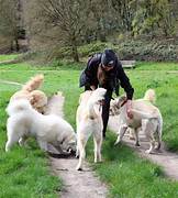 Dog Walker Job in Myrtle Beach, SC