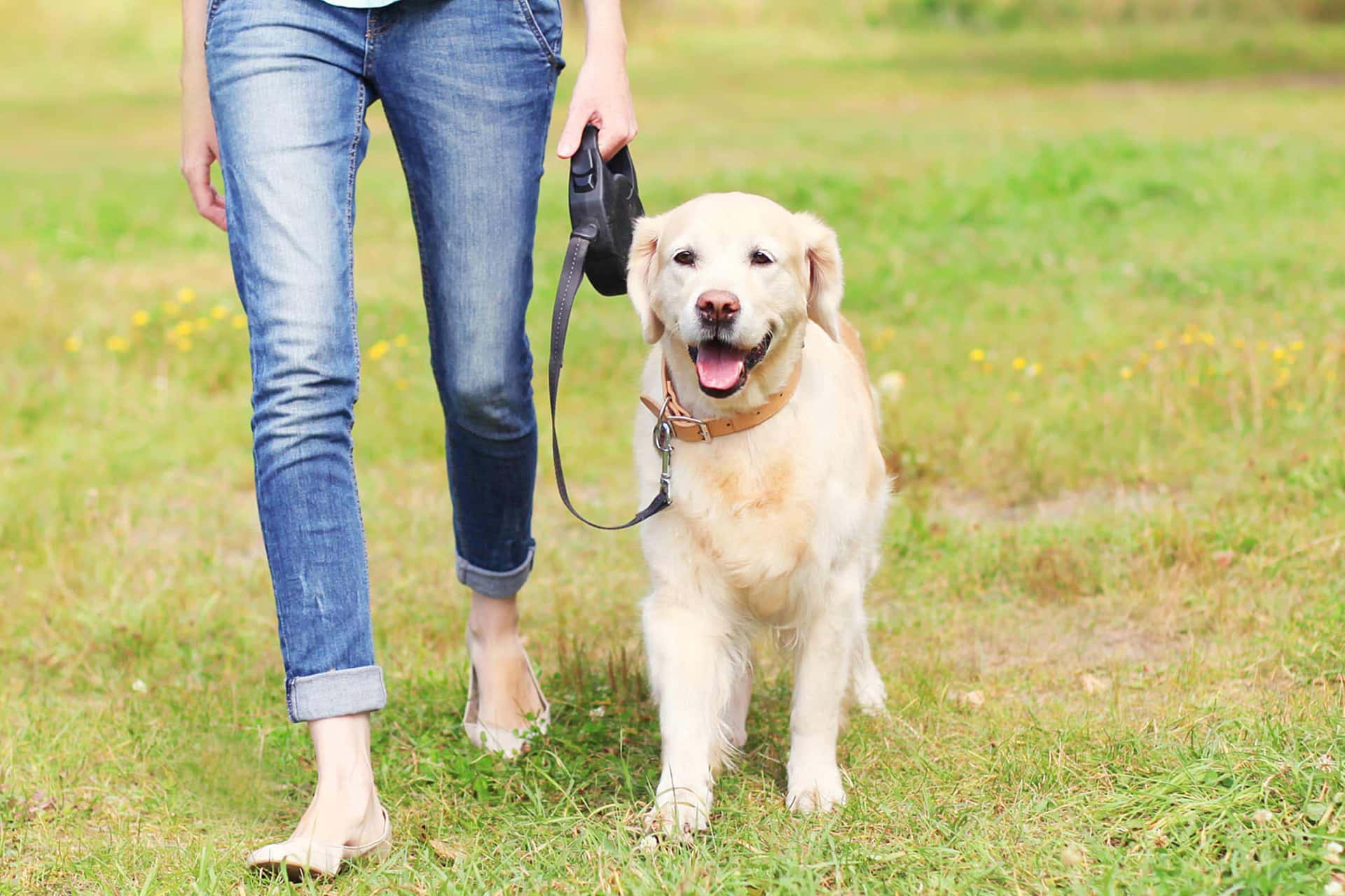 Dog Walker Job Newark, NJ