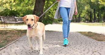 Dog Walker Job Jacksonville, FL