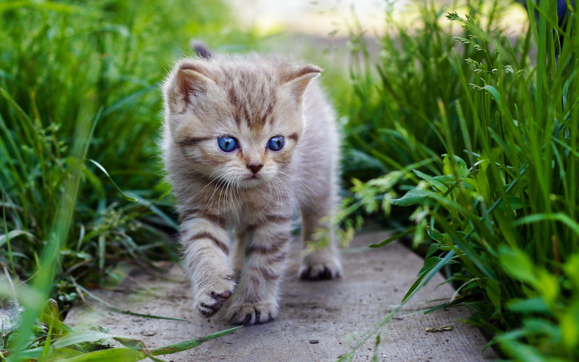 Cat Boarding Manheim Township, PA