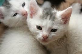 Cat Boarding Manheim Township, PA