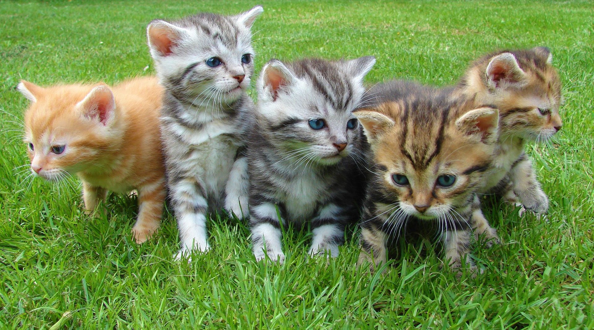 Cat Boarding Omaha, NE