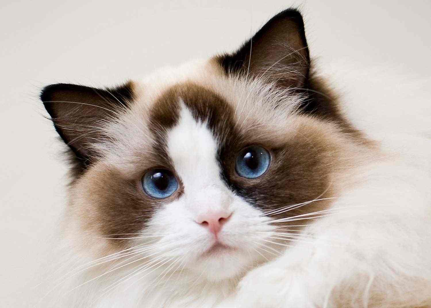 Cat Boarding Pueblo, CO