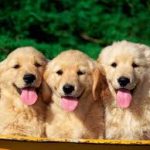 Dog Walker Jobs Chicago, IL