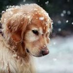 Dog Walker Jobs Chicago, IL