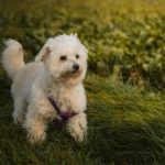 Dog Walker Jobs Philadelphia, PA