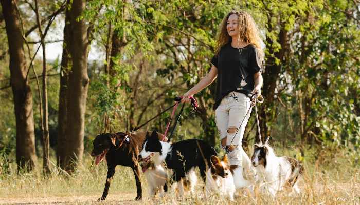 Dog Walker Job Plano, TX