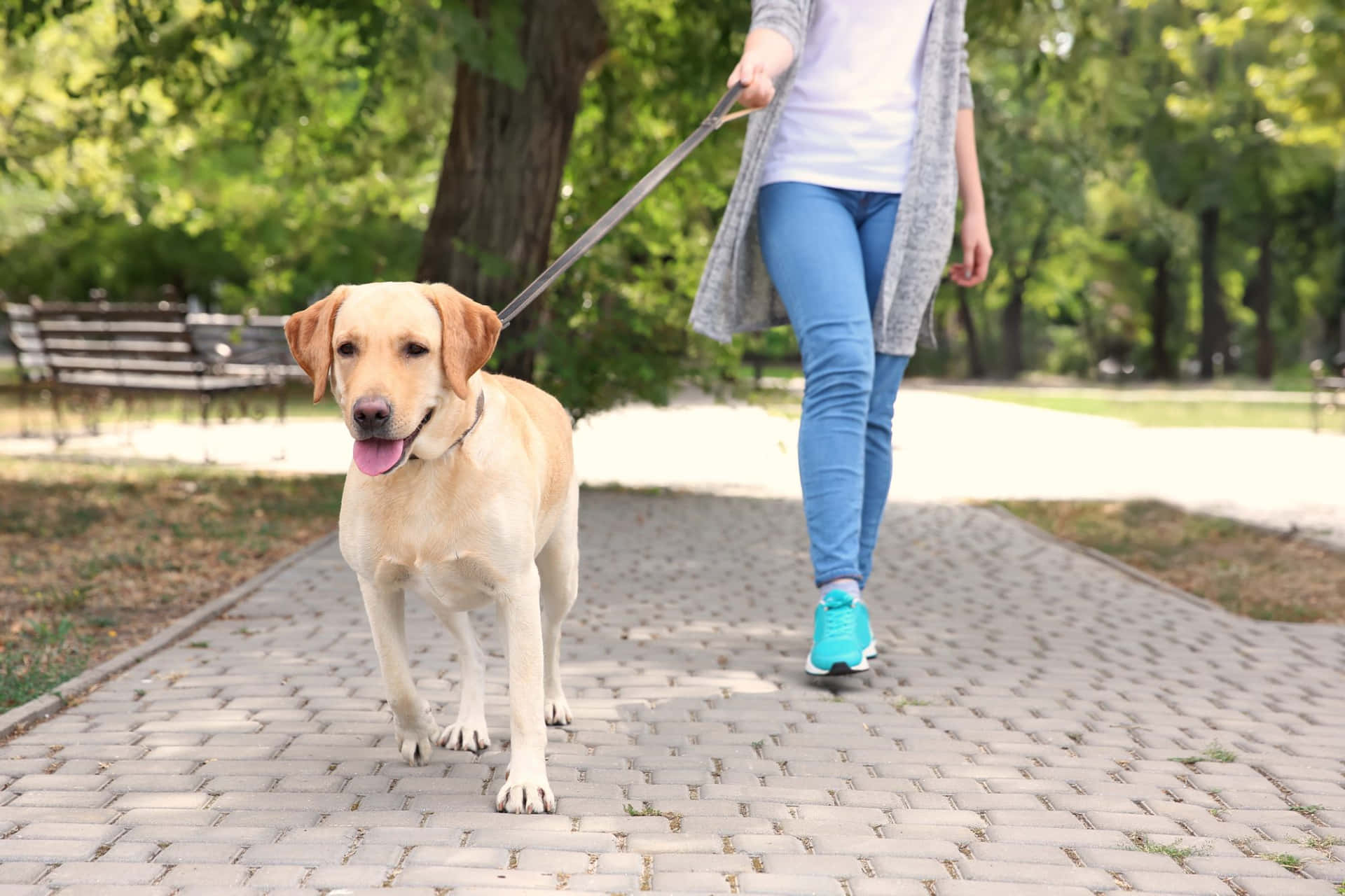 Dog Walker Job San Antonio, TX