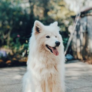 Dog Walker Job Scottsdale AZ