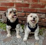 Dog Walker Job Tulsa, OK