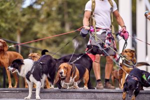 Dog Walker Job Virginia Beach, VA