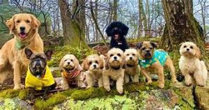 Dog Walker Job Wichita, KS