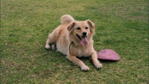 Dog Walker Job Wichita, KS