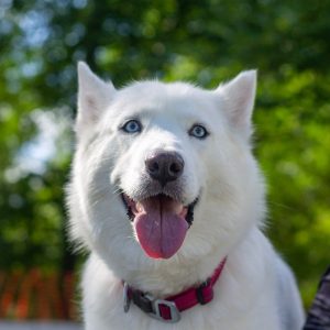 Dog Walker Job Wilmington, NC