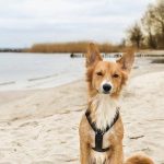 Dog Walker Job Winston Salem, NC