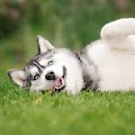 Dog Walker Jobs Chicago, IL