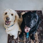 Dog Walker Jobs Philadelphia, PA