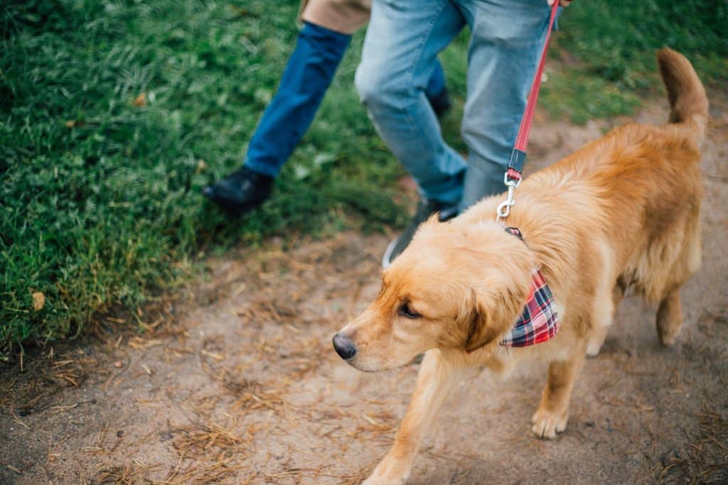 Dog Walker Job San Antonio, TX