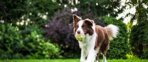 Dog Walker Job Scottsdale AZ