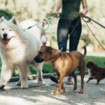 Dog Walker Job Tulsa, OK