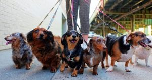 Dog Walker Job Virginia Beach, VA