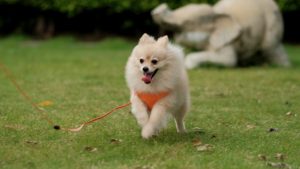 Dog Walker Job Wichita, KS