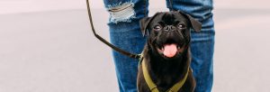 Dog Walker Job Wilmington, NC