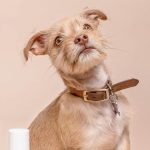 Dog Walker Job Winston Salem, NC