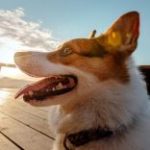 Dog Walker Job Yonkers, NY