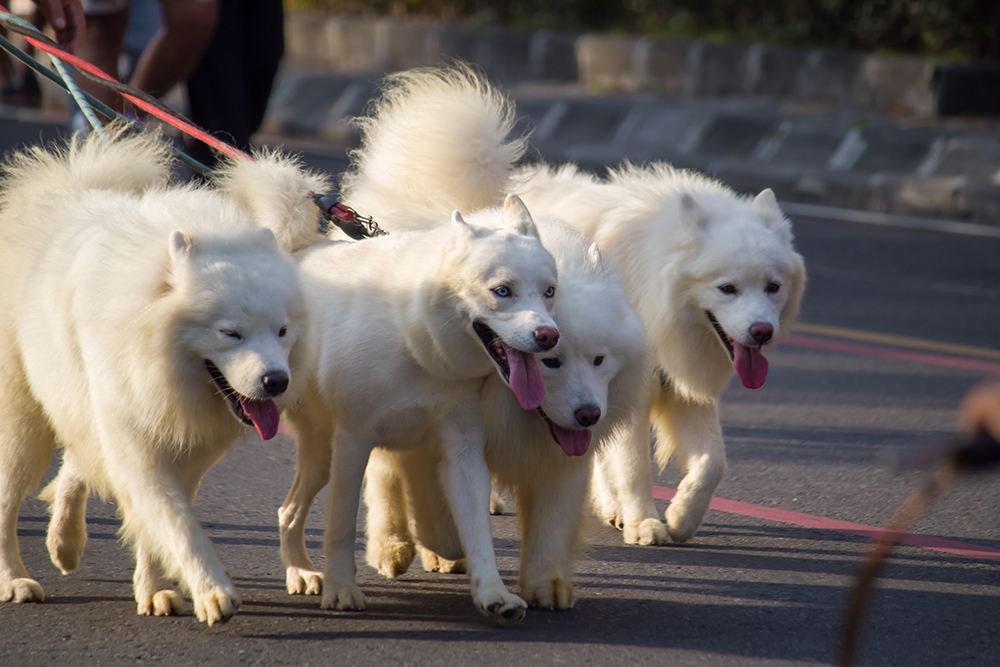 Dog Walker Job Toledo, OH