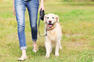 Dog Walker Job Washington, DC
