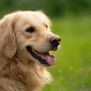 Dog Walker Job Wilmington, NC