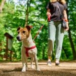 Dog Walker Job St. Petersburg, FL