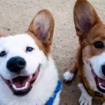 Dog Walker Jobs Chicago, IL