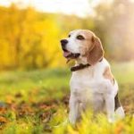 Dog Walker Jobs Philadelphia, PA