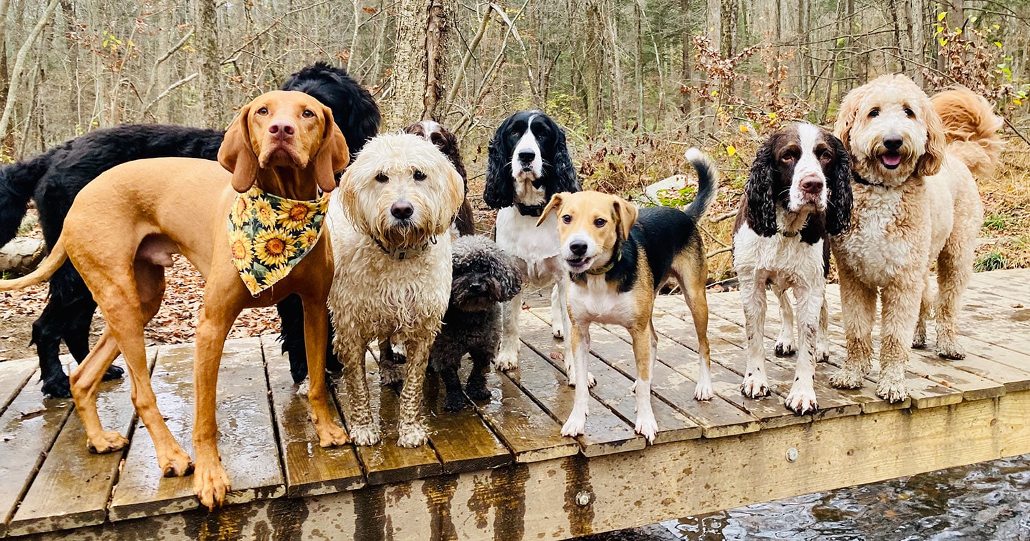 Dog Walker Job Plano, TX