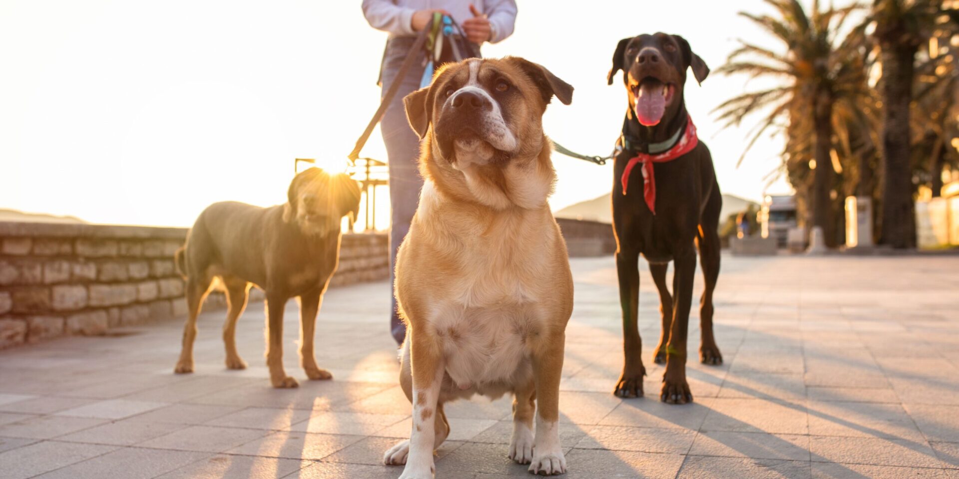 Dog Walker Job Scottsdale AZ
