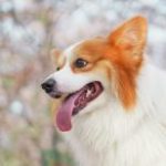 Dog Walker Job Tucson, AZ